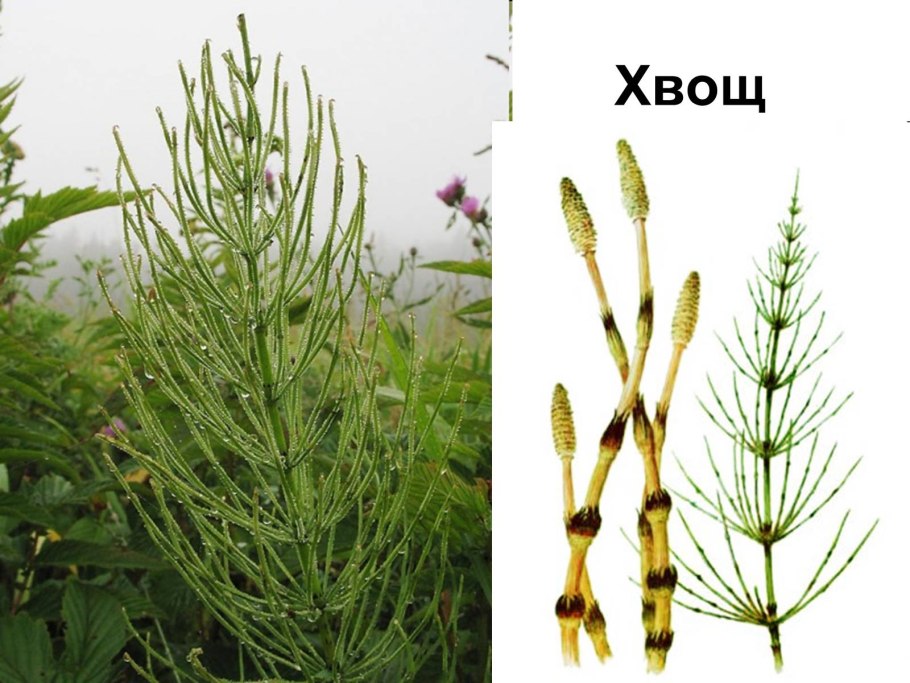 Horsetail Equisetum arvense растение