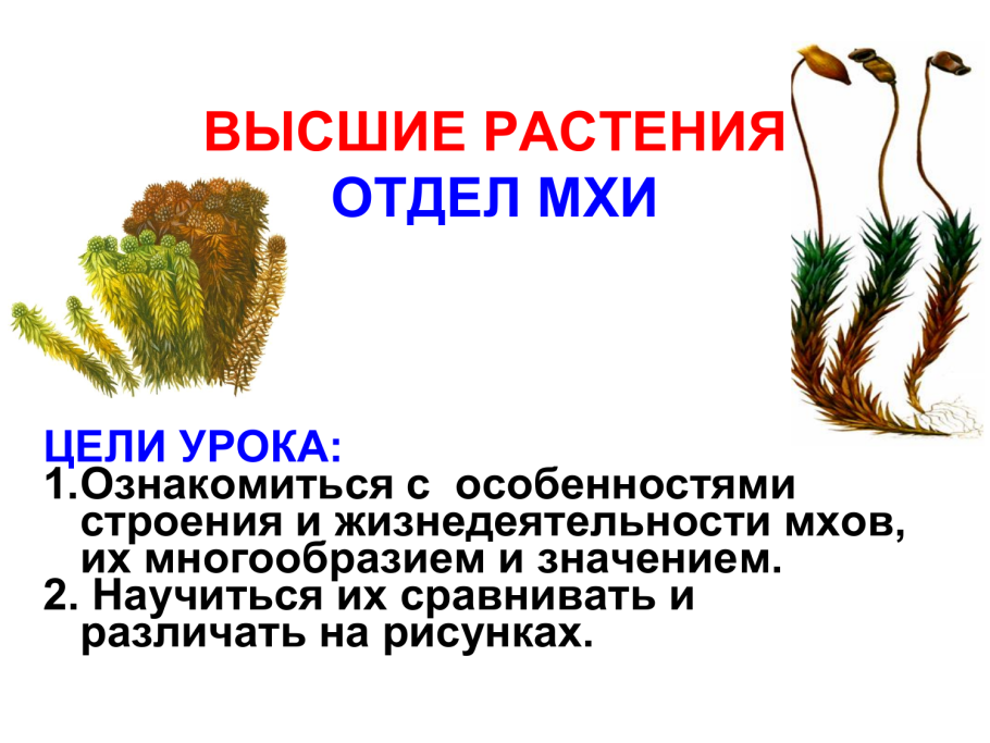 Спорофит хвоща полевого