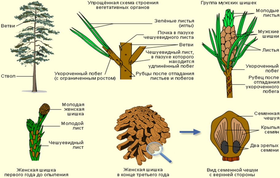 Хвощ полевой (Equisetum arvense)