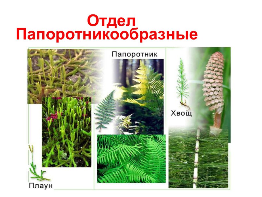 Папоротник Щитовник мужской внешнее строение