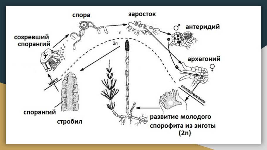 Побег хвоща лесного