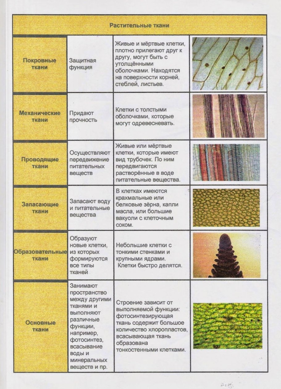 Хвощ полевой Луговой Лесной