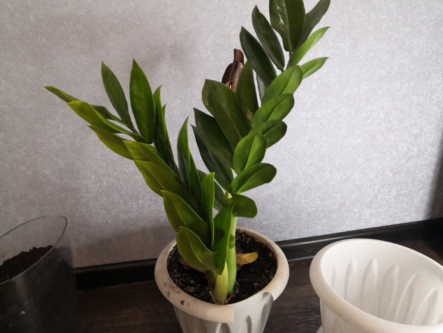 Долларовое дерево