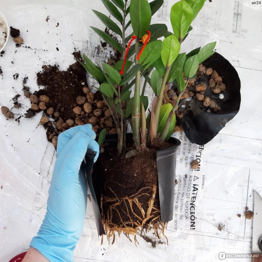 Замиокулькас субстрат