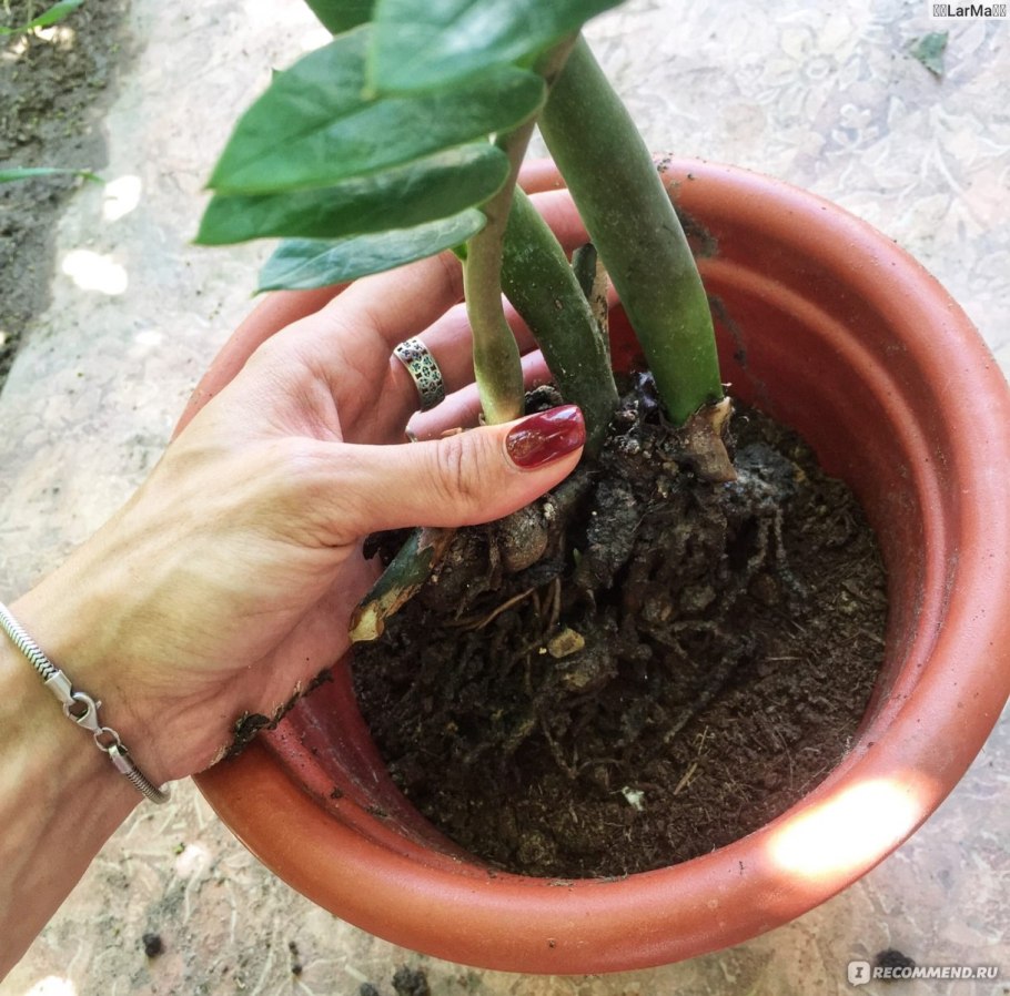 Удобрения для замиокулькасов