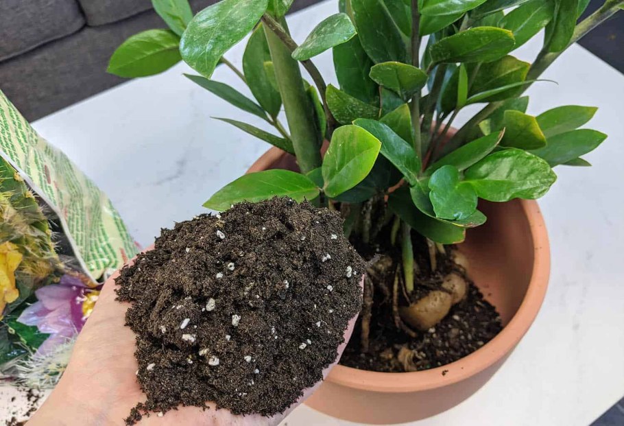 Замиокулькас пересадка