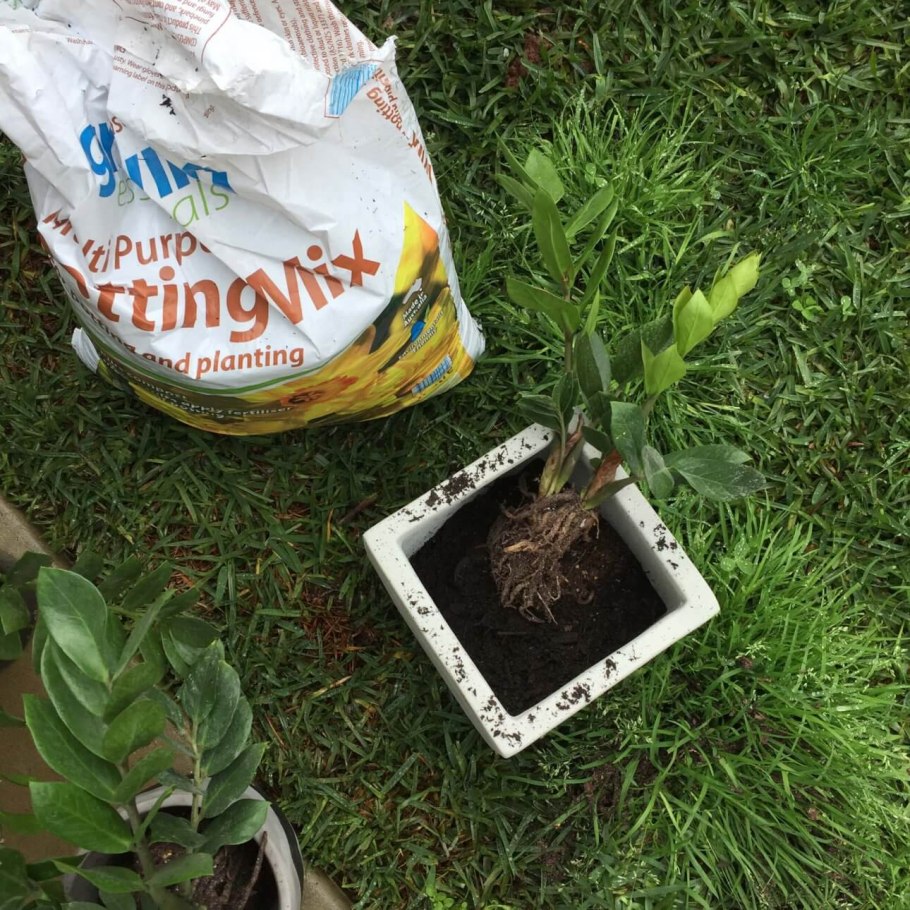 Как достать цветок из горшка для пересадки