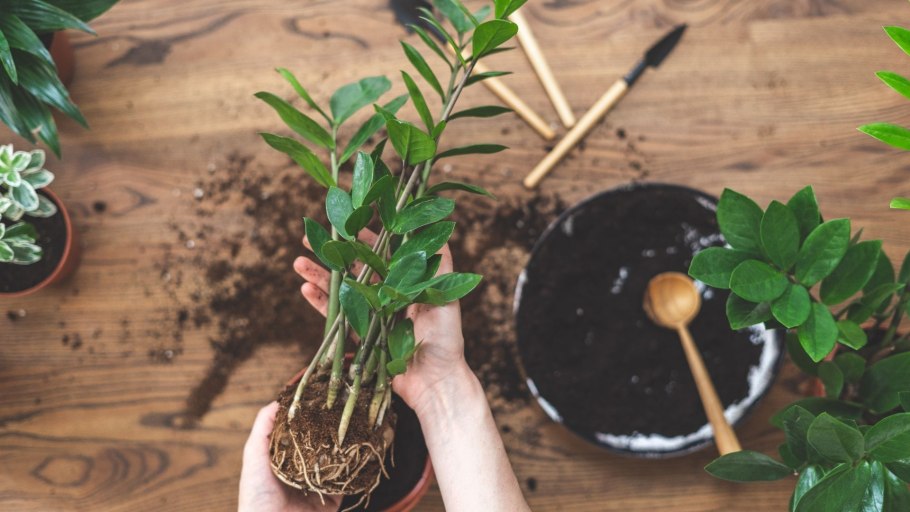 Замиокулькас грунт