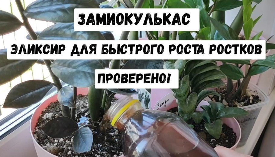 Замиокулькас земля