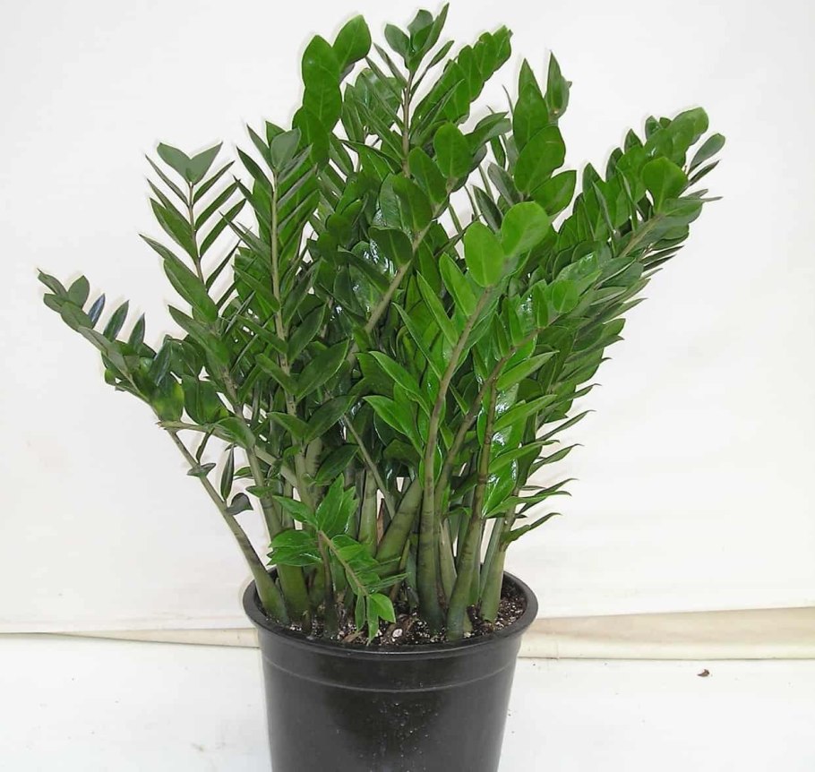 Замиокулькас корни