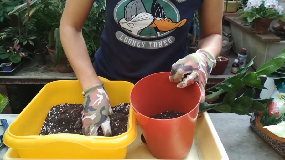 Почва для замиокулькаса