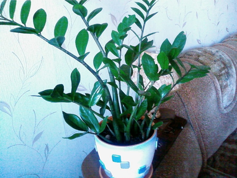 Календарь пересадки долларового дерева