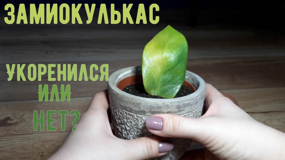 Замиокулькас грунт