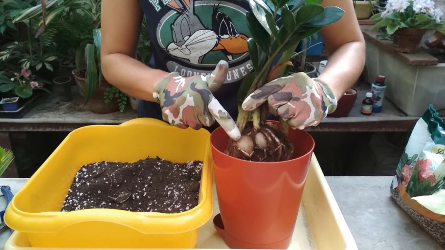 Замиокулькас грунт