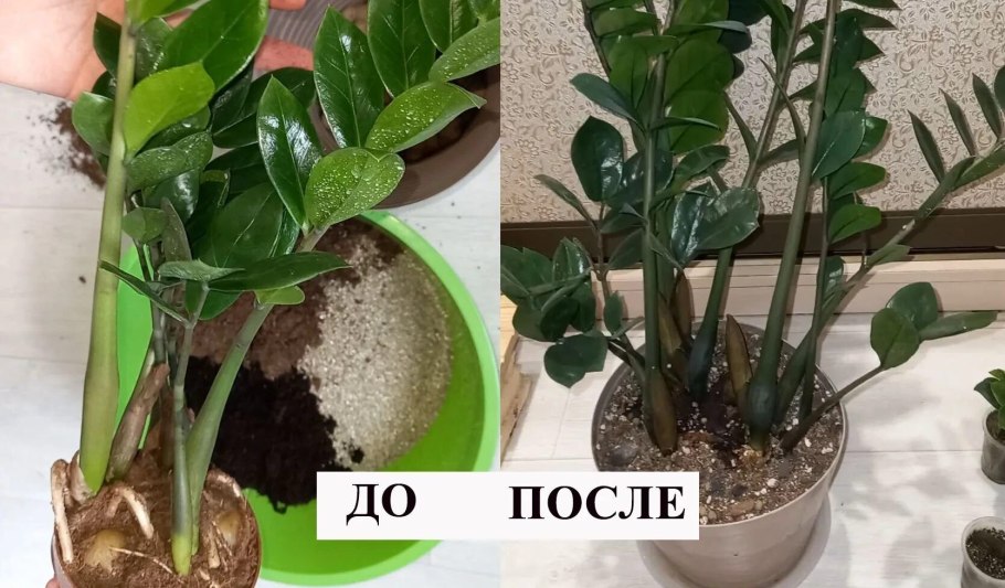 Замиокулькас долларовое дерево размножение