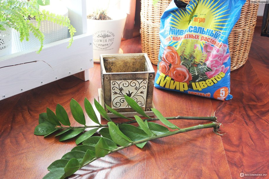 Замиокулькас цветок корни