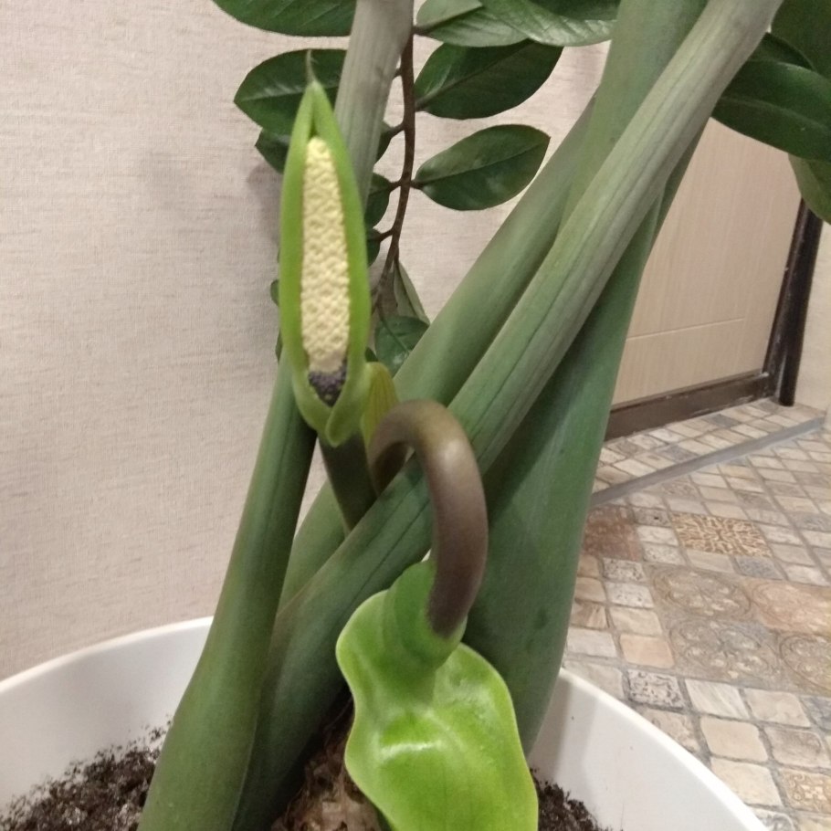 Цветок долларовое дерево земля