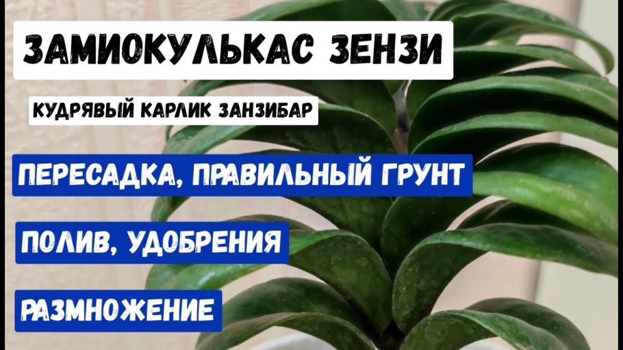 Грунт сад чудес фикус 2.5 л.