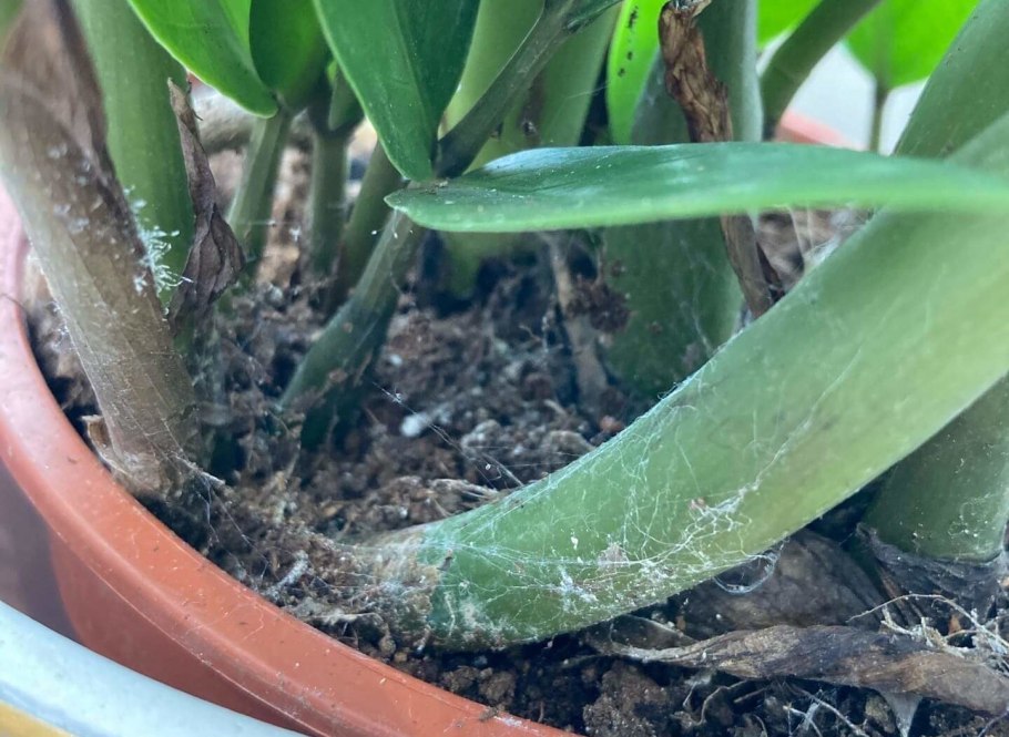 Замиокулькас режим полива