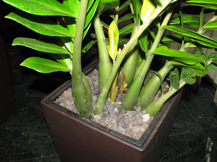 Подкормка для комнатных цветов для замиокулькаса forme