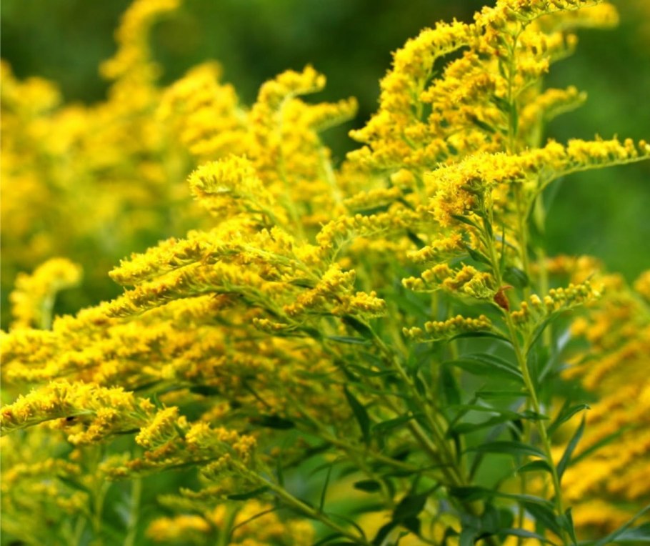 Золотарник канадский (Solidago canadensis)