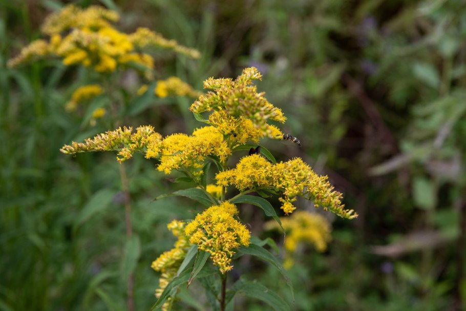 Solidago missouriensis
