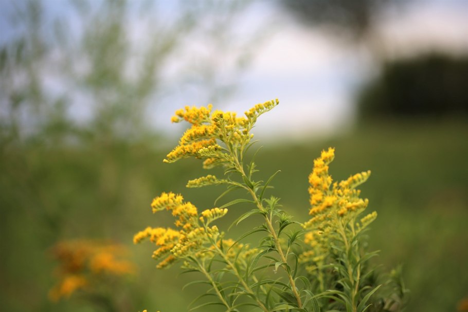Золотарник канадский (Solidago canadensis)