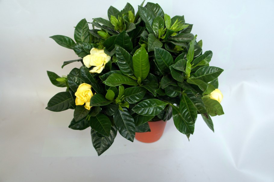 Гардения Жасминовая