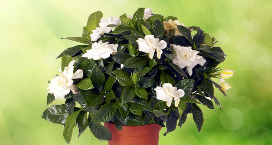 Цветок Гардения жасминовидная
