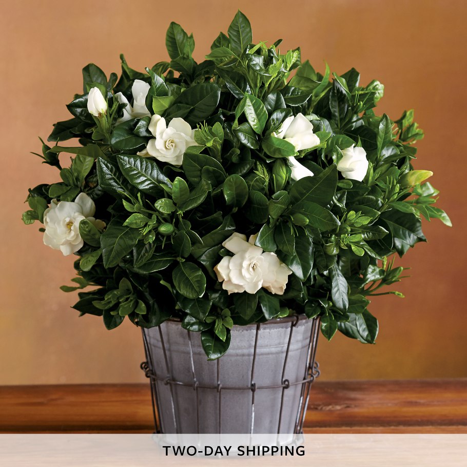 Гардения жасминовидная бонсай