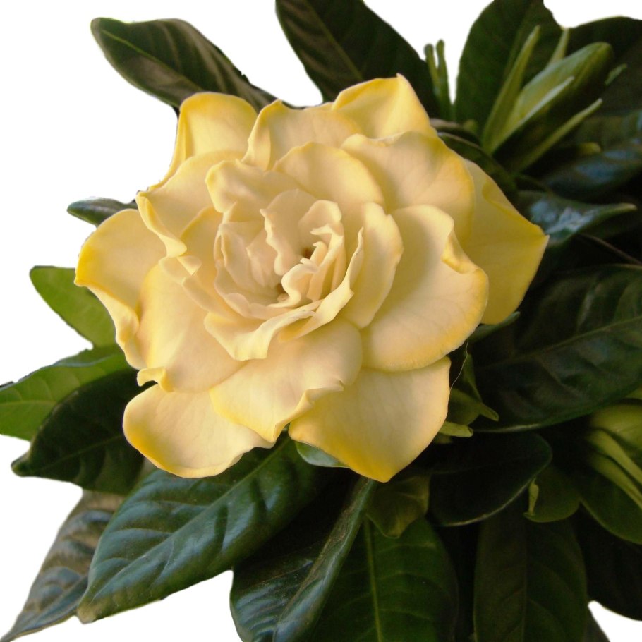 Гардения d17