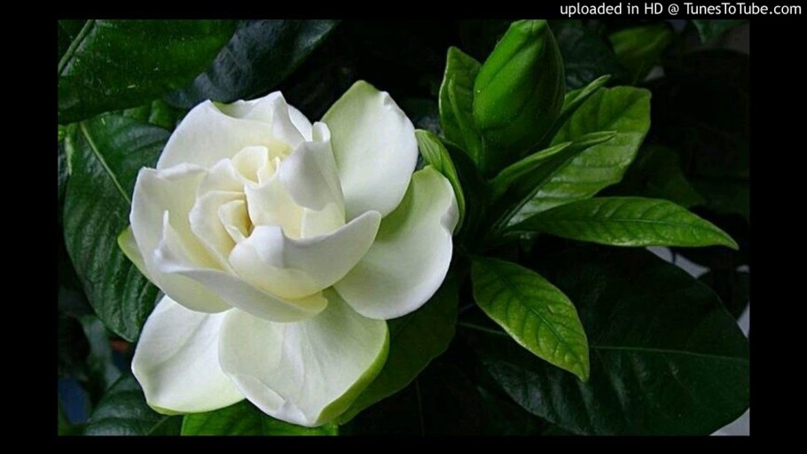 Гардения Жасмин