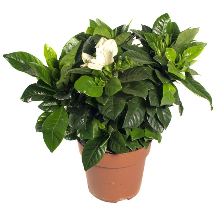 Гардения (Жасминовая роза)