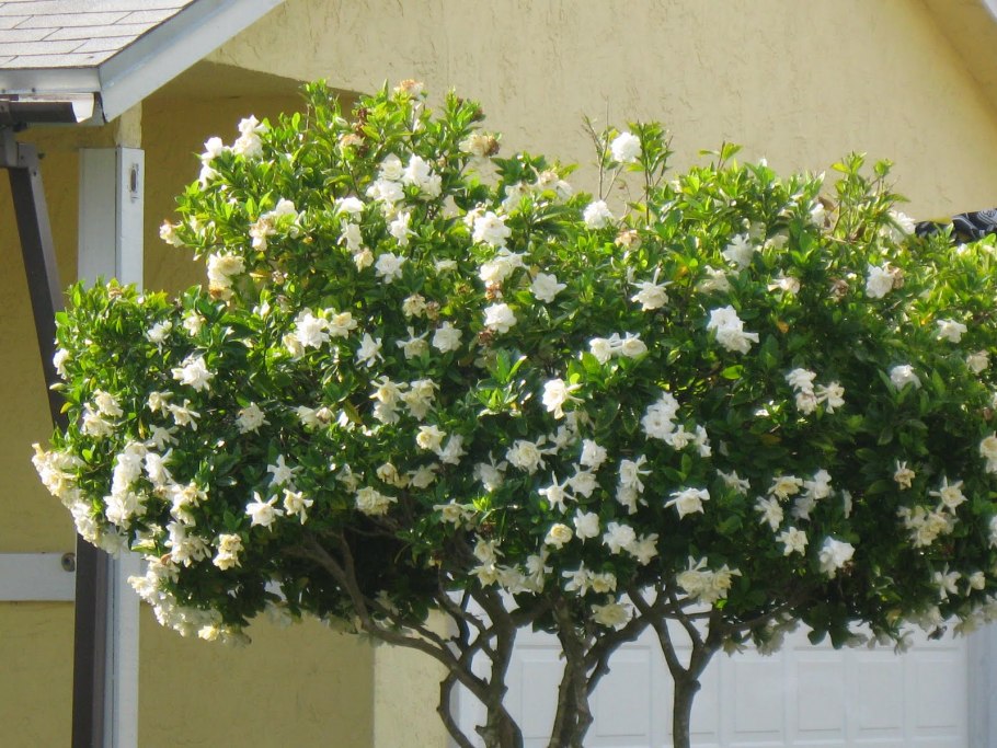 Гардения jasminoides