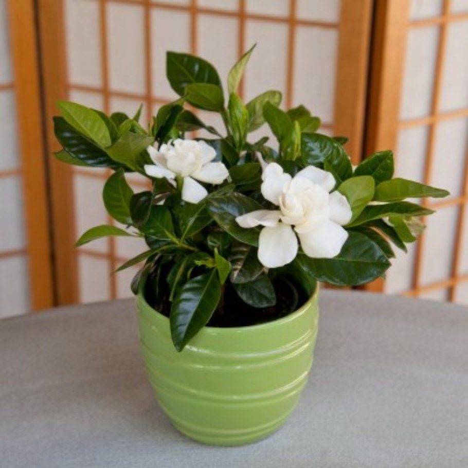Гардена жасминовидная