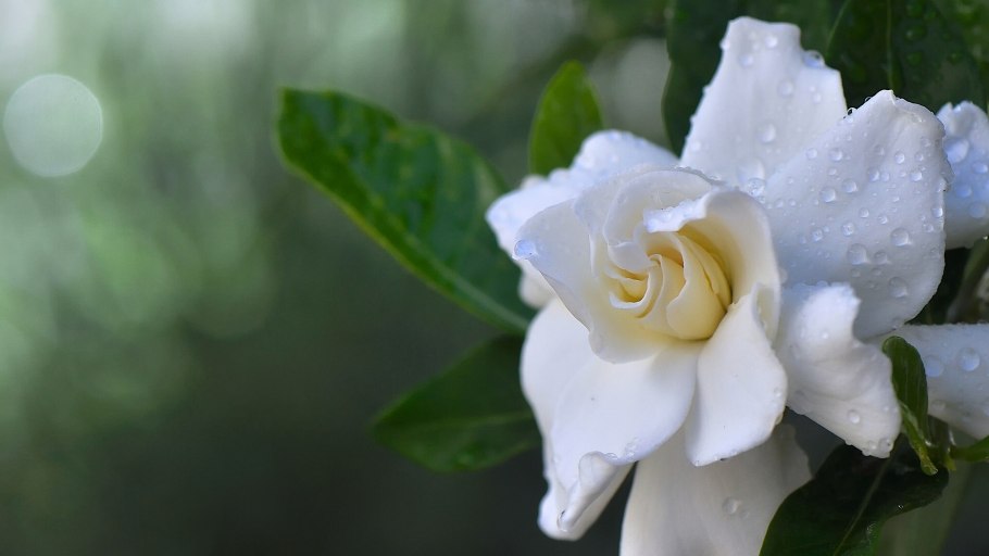 Гардения жасминовидная большой куст