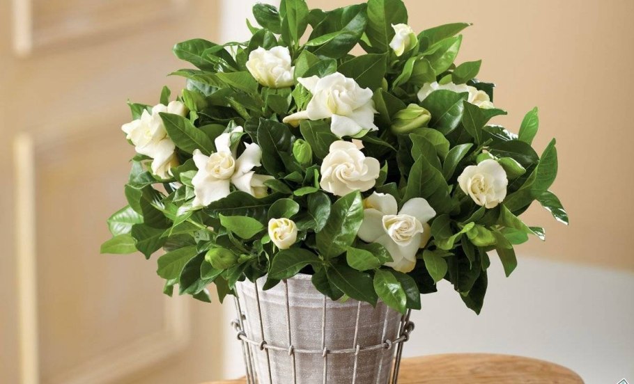 Гардения жасминовидная d9 h15