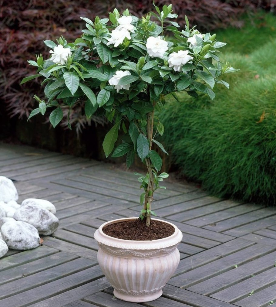 Цветок Гардения жасминовидная