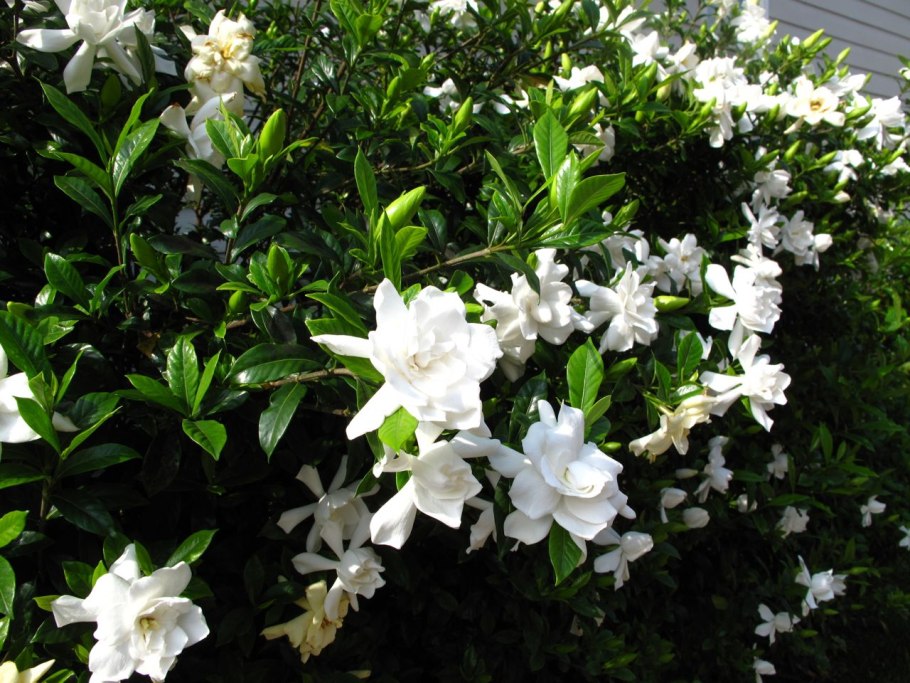 Бегония жасминовидная