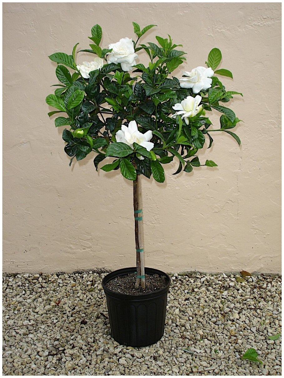 Белая Гардения