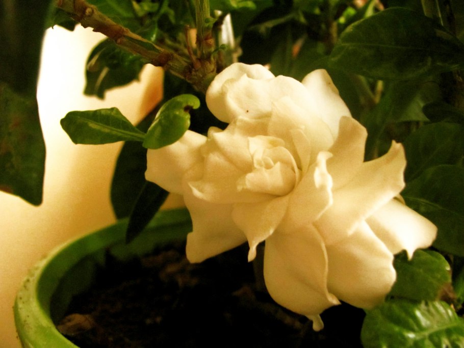 Гортензия жасминоидная