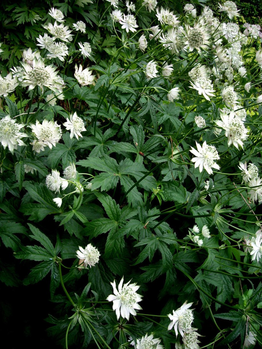 Астранция крупная Шегги