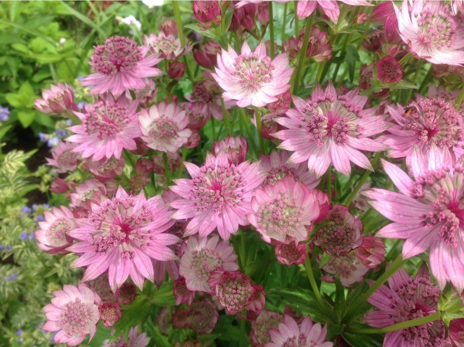 Астранция Руби Клод