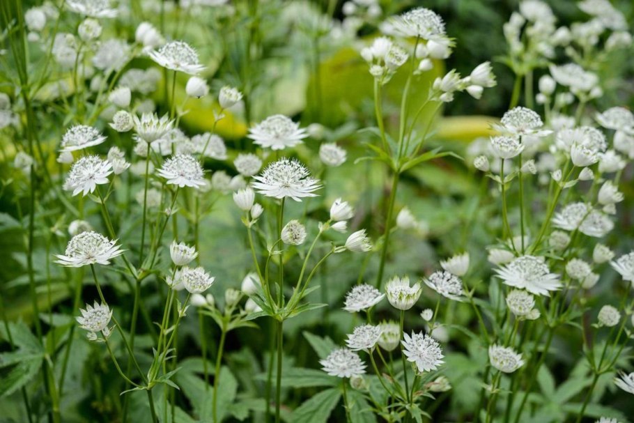 Астранция Astrantia Major rubra