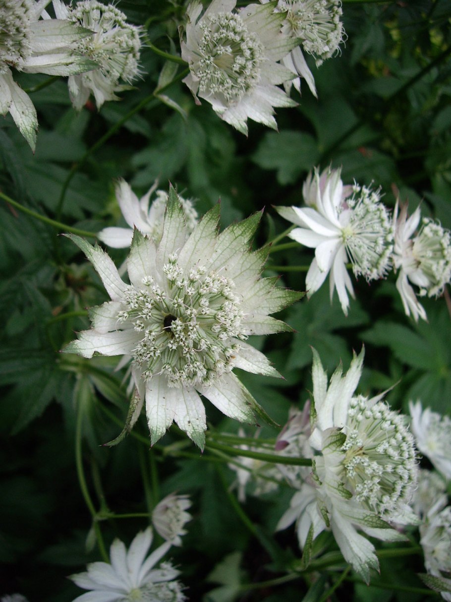 Астранция Розеа