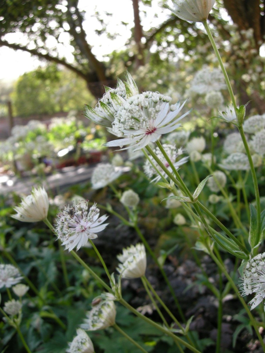 Астранция Shaggy