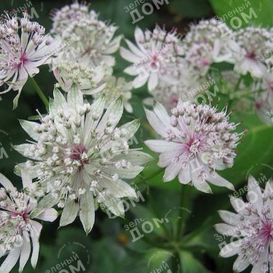 Астранция Shaggy