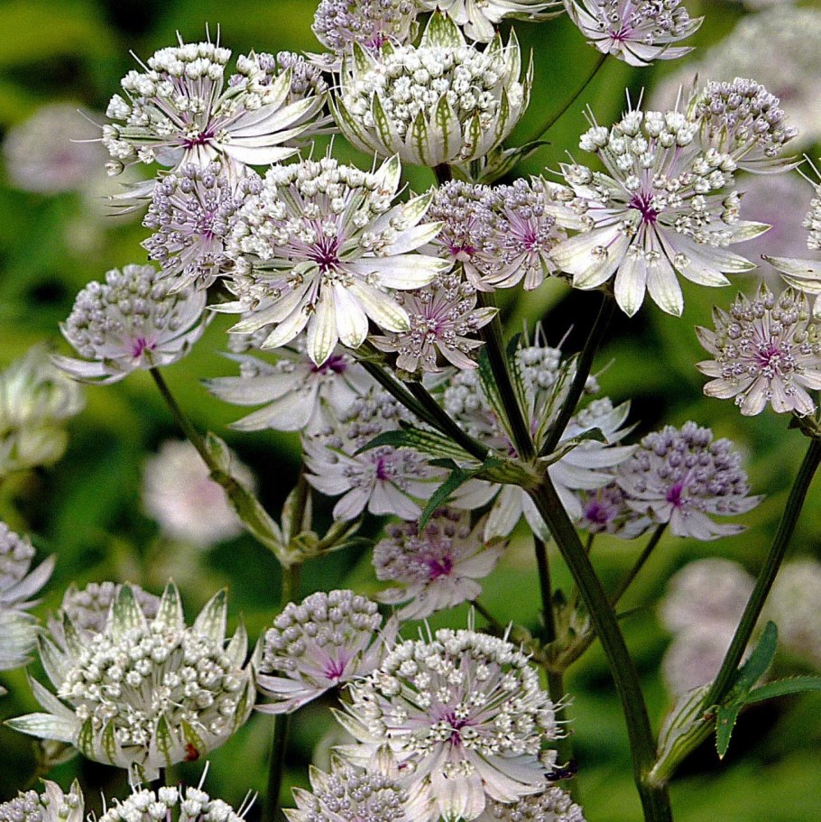 Astrantia Major Buckland
