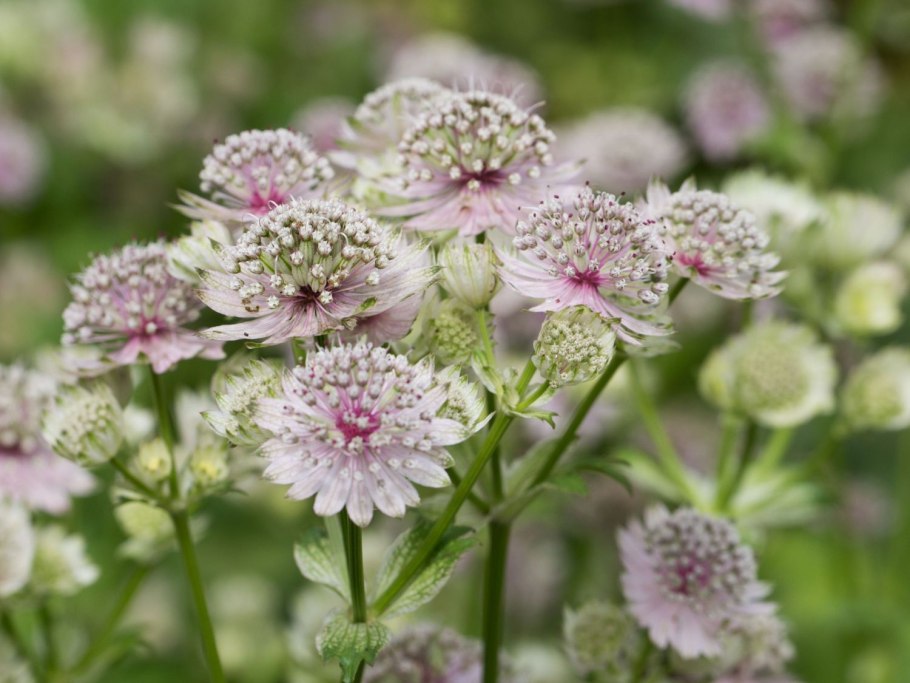 Астранция крупная Альба