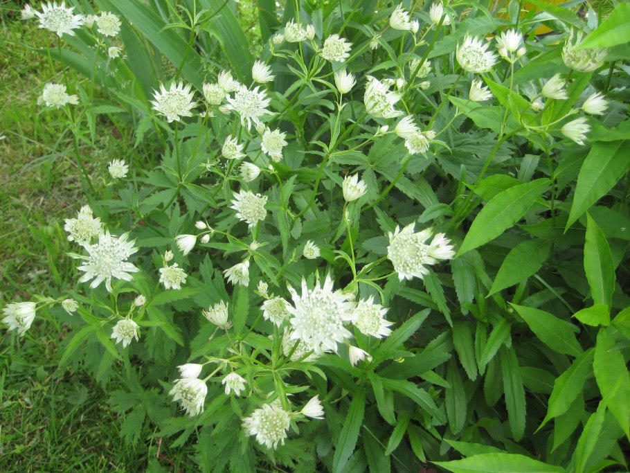 Астранция белая